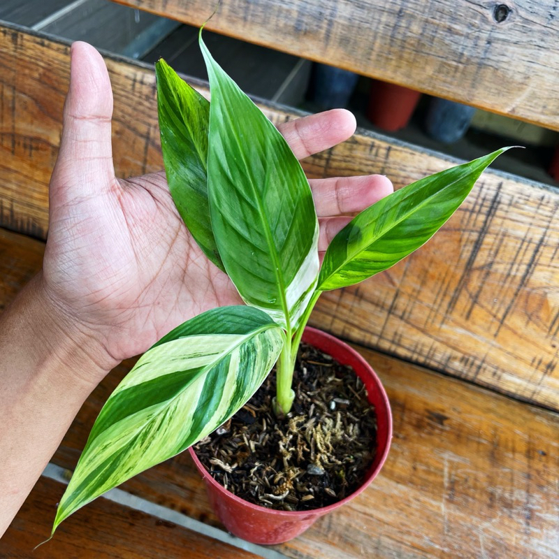 Jual Pisang Variegata Musaeae Tricolour Tanaman Hias Pisvar Varigata