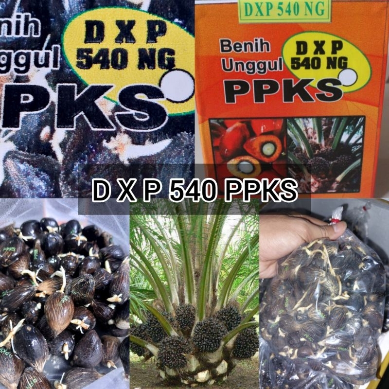 Jual Bibit Kecambah Sawit Dxp Ppks Berkualitas Unggul Shopee