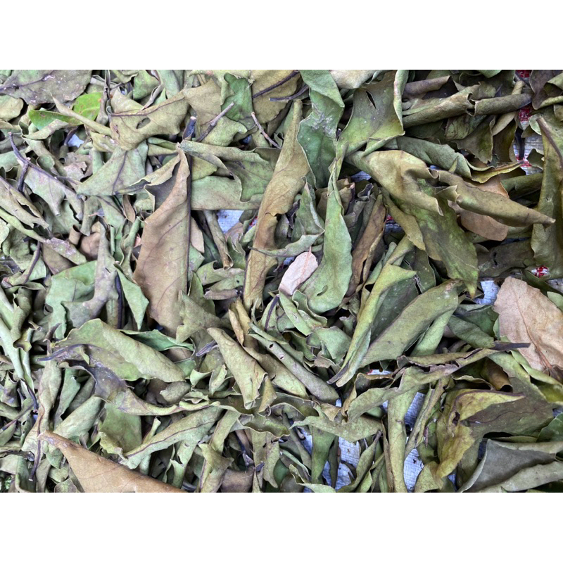 Jual DAUN BENALU ALPUKAT KERING 500 Gram Shopee Indonesia