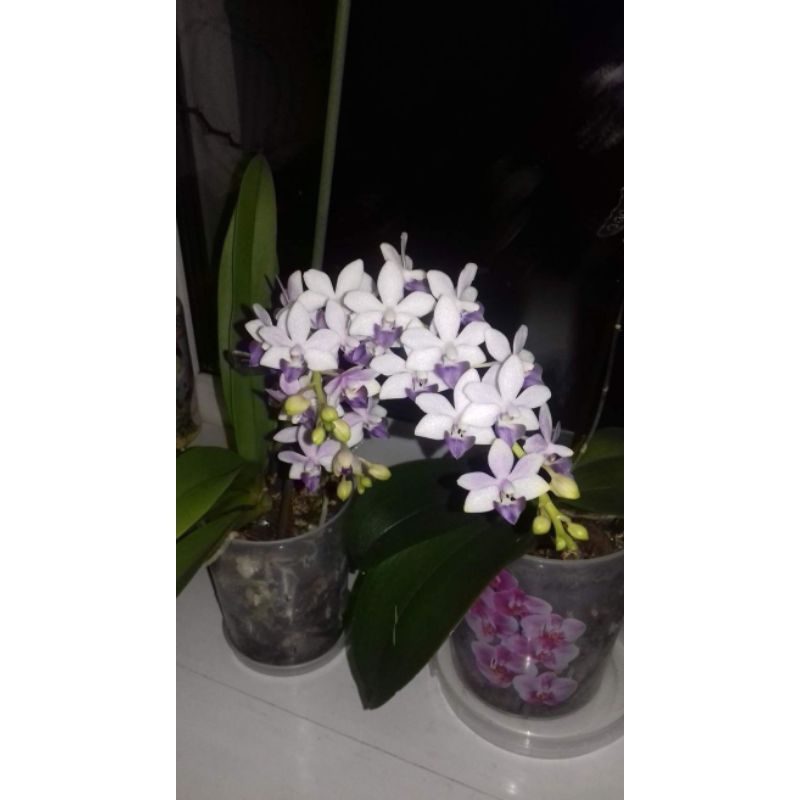 Jual Anggrek Dendrobium Jumbo Sudah Berbunga Shopee Indonesia