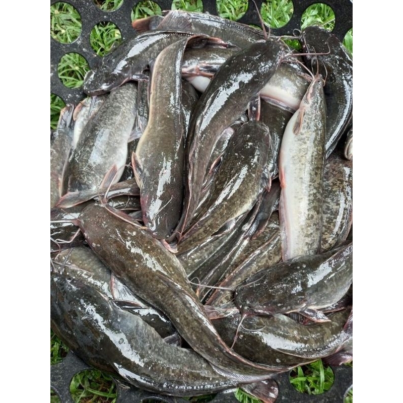 Jual Ikan Lele Hidup Segar Shopee Indonesia