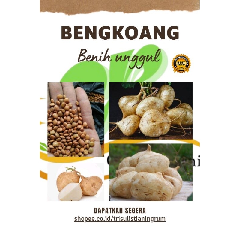 Jual Benih Bengkoang Manis Batang Ungu Paket 500 Butir Benih Bengkuang