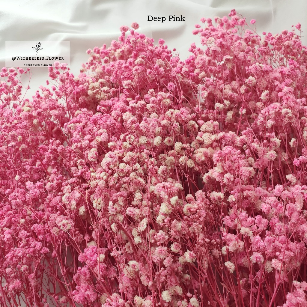 Jual Gr Preserved Baby Breath Dried Flower Awetan Bunga Kering