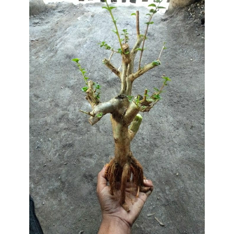 Jual Bonsai Sancang Bahan Dongkelan Shopee Indonesia