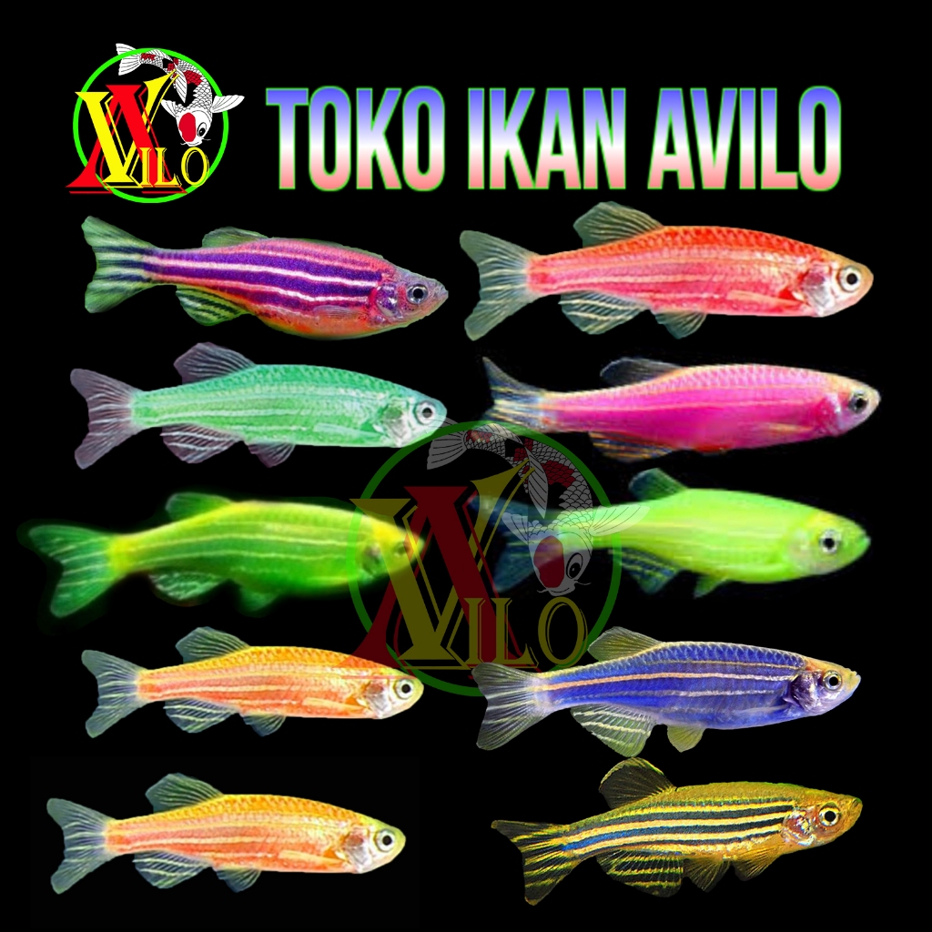 Jual Ojek Ikan Aquascape Danio Glow Dark Fish Warna Warni Kecil