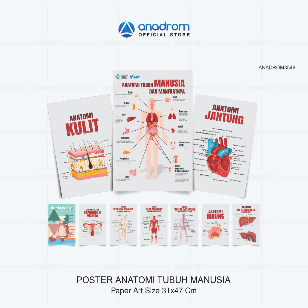 Jual Poster Anatomi Tubuh Manusia Dan Manfaatnya Anatomi Gigi