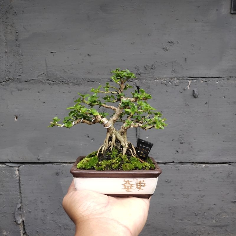 Jual Bonsai Sancang Siap Pajang Real Pic Free Keranjang Pupuk