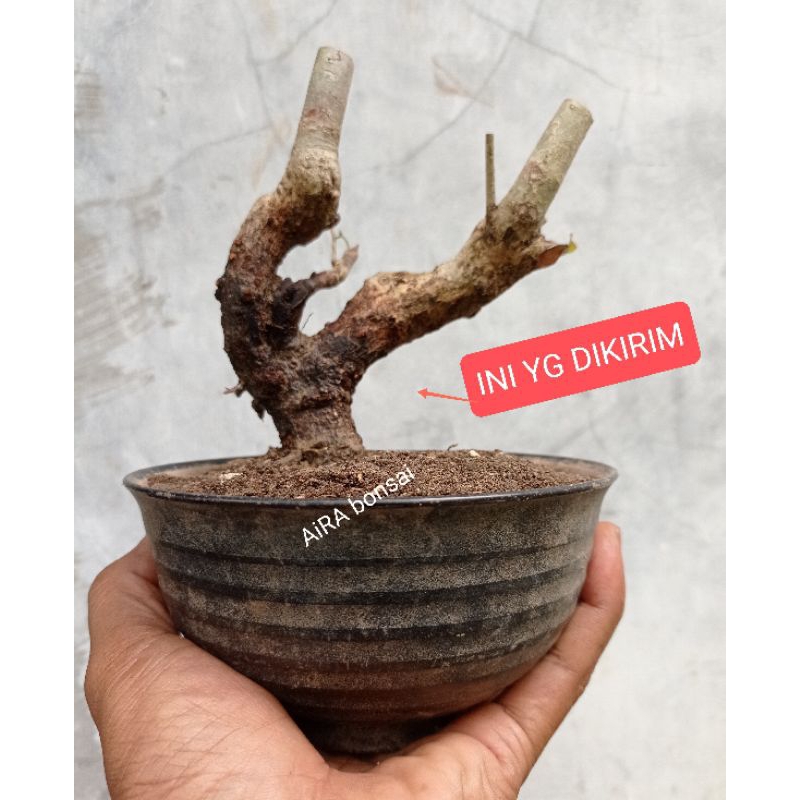 Jual Bahan Bonsai Rukem Dongkelan Shopee Indonesia