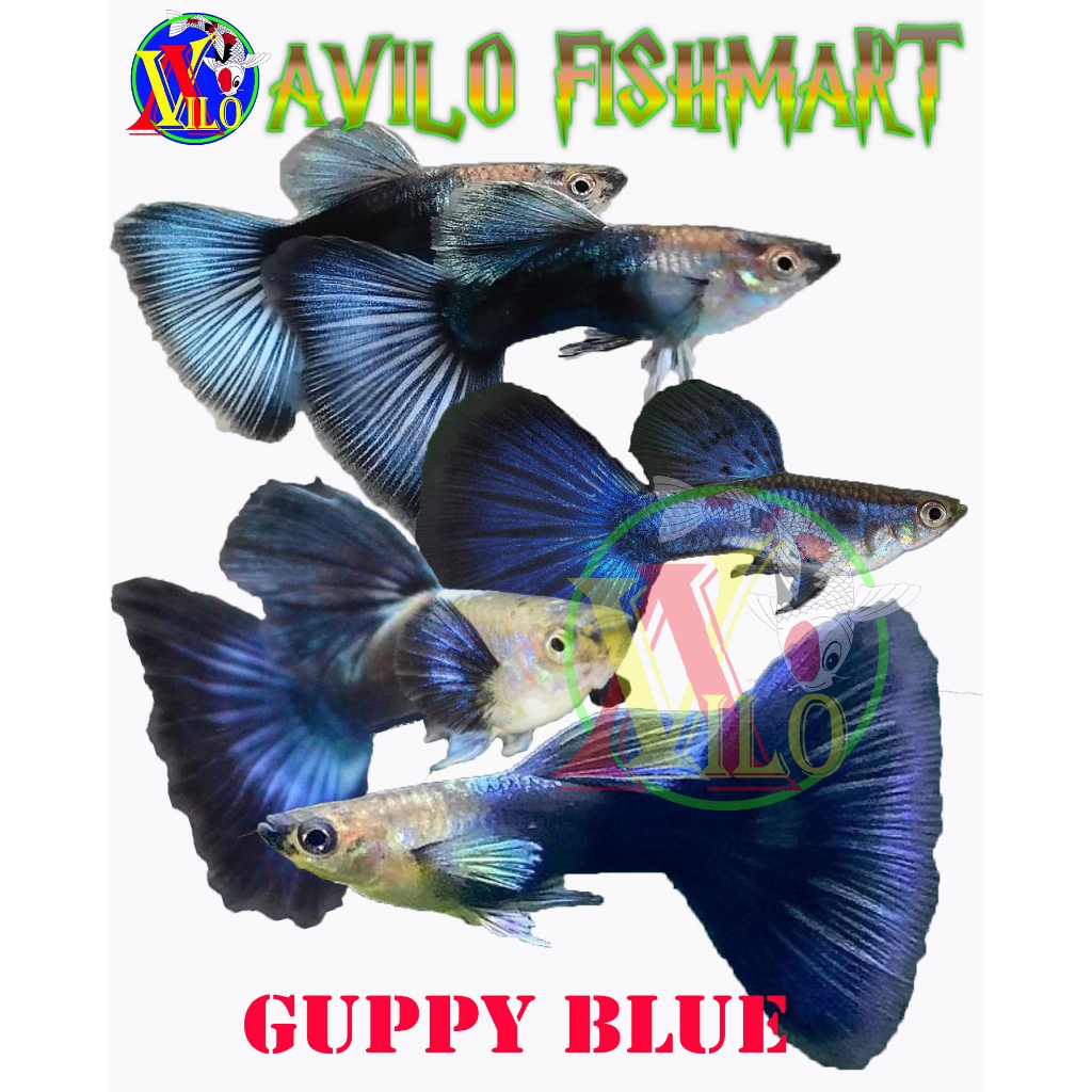 Jual Ikan Hias Aquascape Gupi Guppy Fish Blue Warna Biru Rendom Jenis