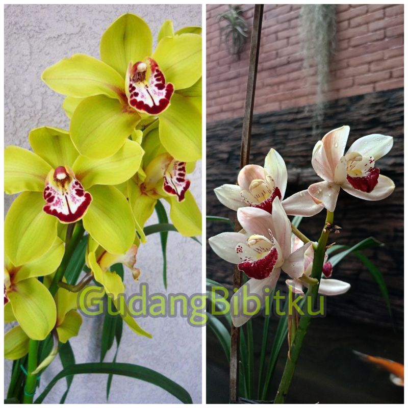 Jual Paket Cymbidium Anggrek Tanah Samantha Dan Alice Anderson