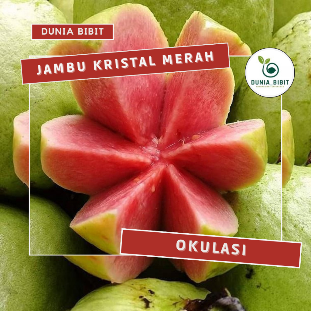 Jual Bibit Jambu Kristal Kondisi Berbuah Shopee Indonesia