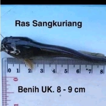 Jual Bibit Lele Sangkuriang Uk 8 9cm Murah Shopee Indonesia