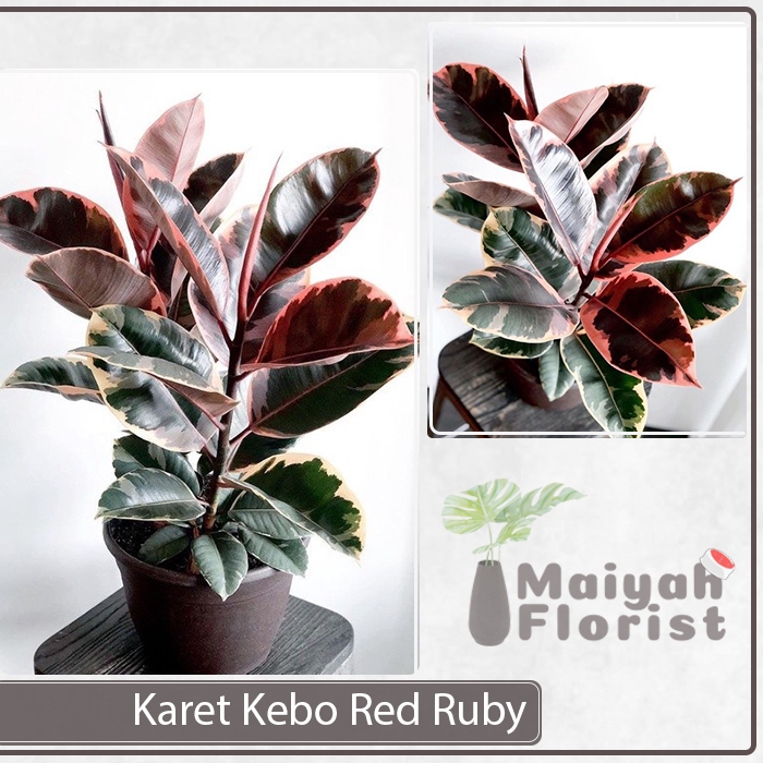 Jual Tanaman Hias Herbal Karet Kebo Red Ruby Variegata Merah Ficus