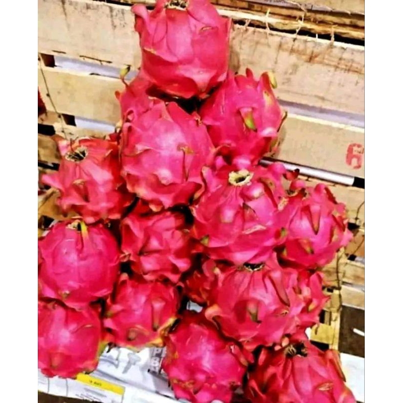 Jual Buah Naga Merah Dragon Food Buah Segar78 500g Shopee Indonesia