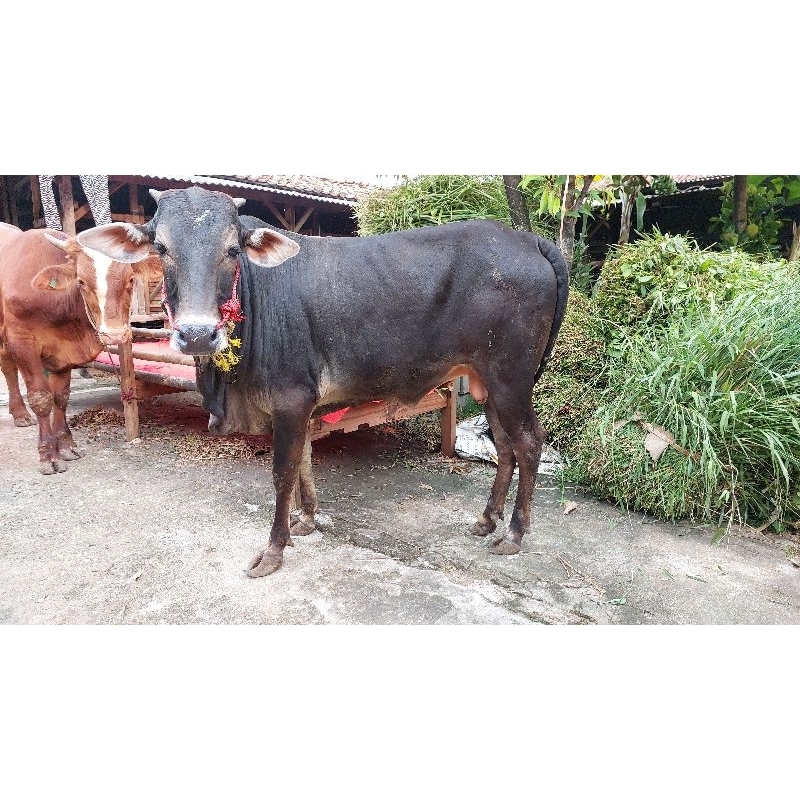 Jual Sapi Qurban Bulet Dan Gemuk Sapi Jawa Pegon Po Madura