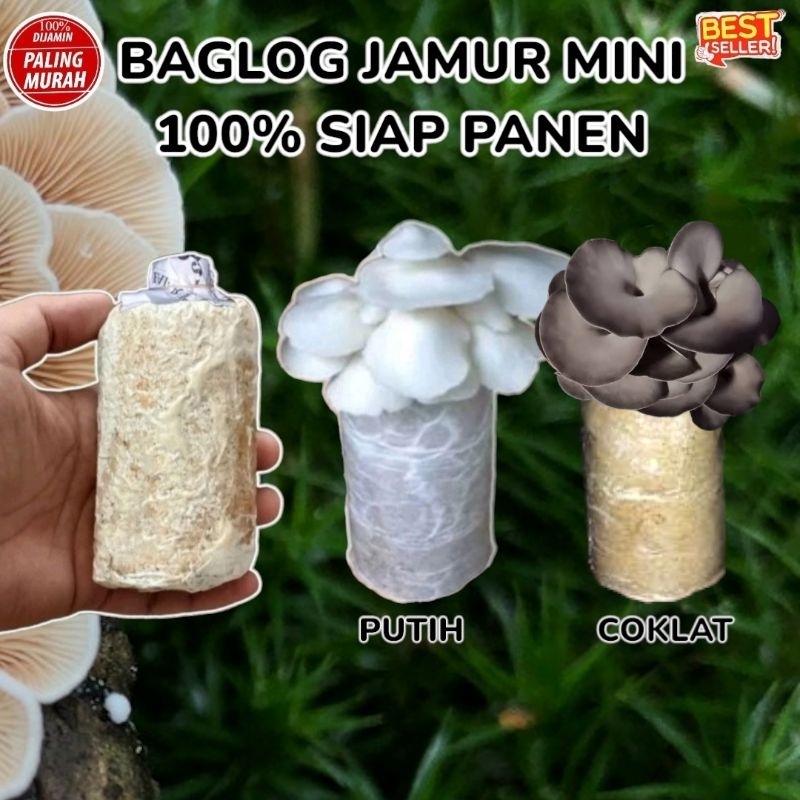 Jual Baglog Jamur Tiram Mini Murah Shopee Indonesia