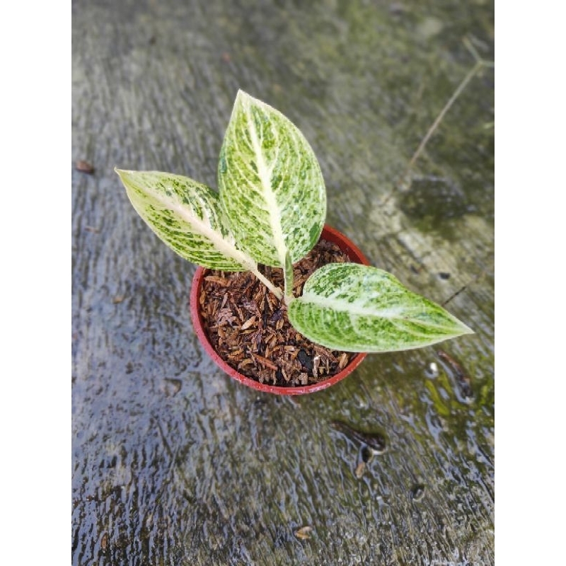 Jual Aglaonema Legacy White Tanian Realpict Shopee Indonesia