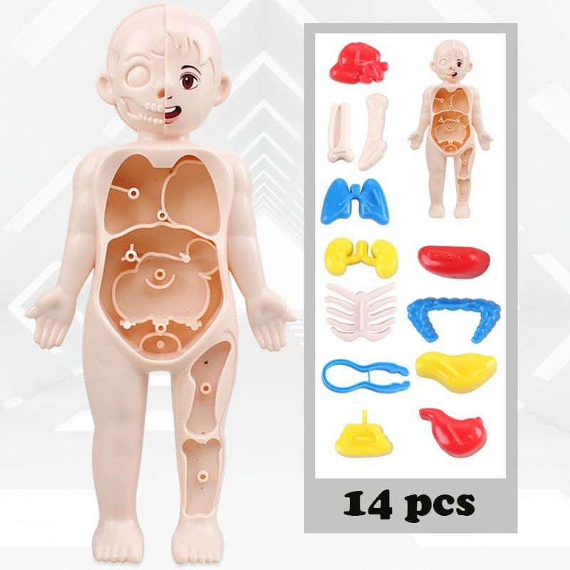 Jual READY Mainan Edukasi Organ Tubuh Manusia Human Body Model STEM IPA