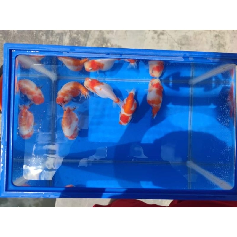 Jual Ikan Mas Koki Ranchu Sakura Shopee Indonesia