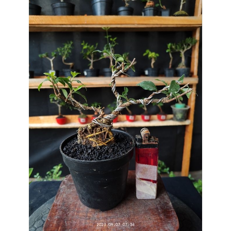 Jual Bahan Bonsai Sakura Mikro Siap Lanjut Shopee Indonesia