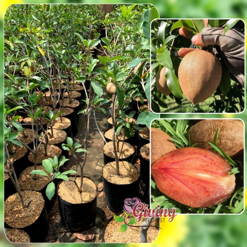 Jual Tanaman Buah Sawo Manila Jumbo Besar Dan Sudah Berbuah Shopee