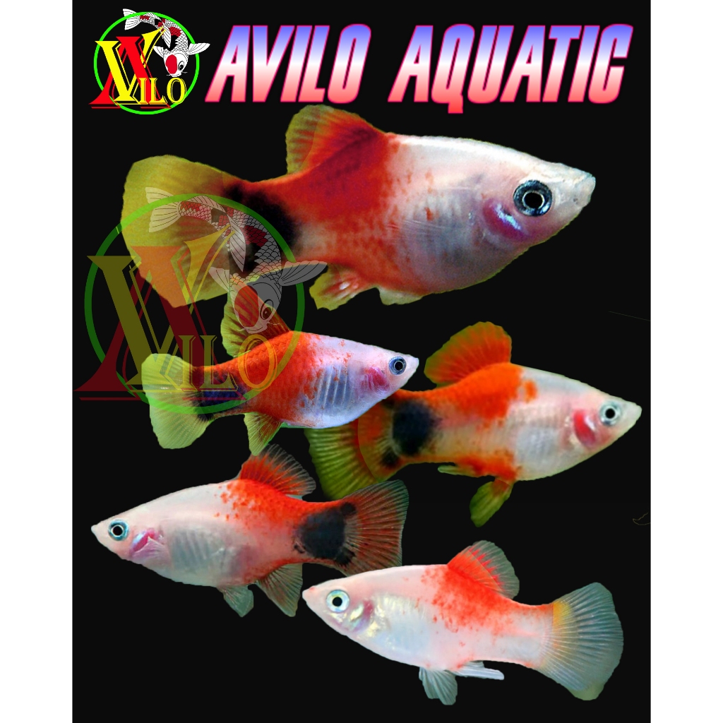 Jual Ikan Hias Aquascape Platis Platy Caroline Red White Shopee Indonesia