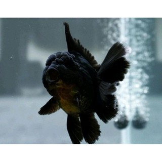 Jual Ikan Hias Mas Koki Oranda Black Mamba Import Grade High Quality