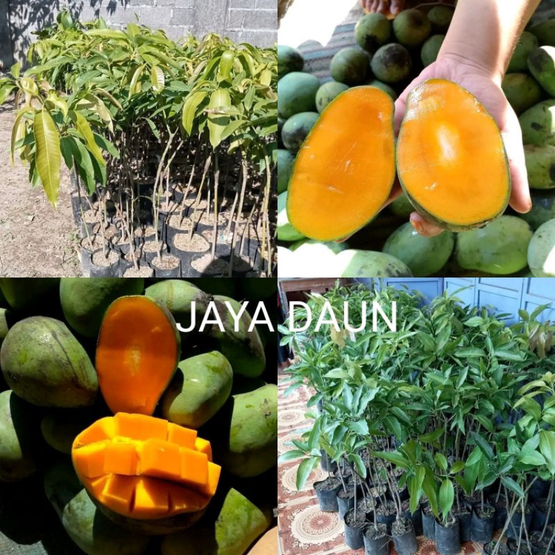 Jual TANAMAN VALID BIBIT MANGGA GADUNG OKULASI Siap Tanam Shopee