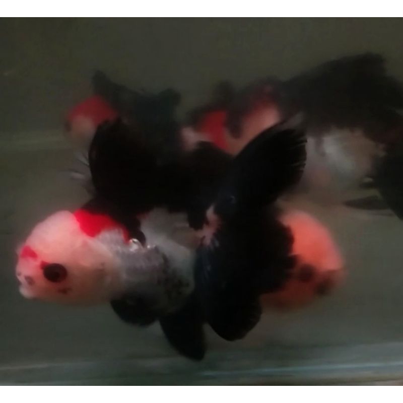 Jual Ikan Mas Koki Oranda Panda Tri Color Jumbo Grade Fancy Quality