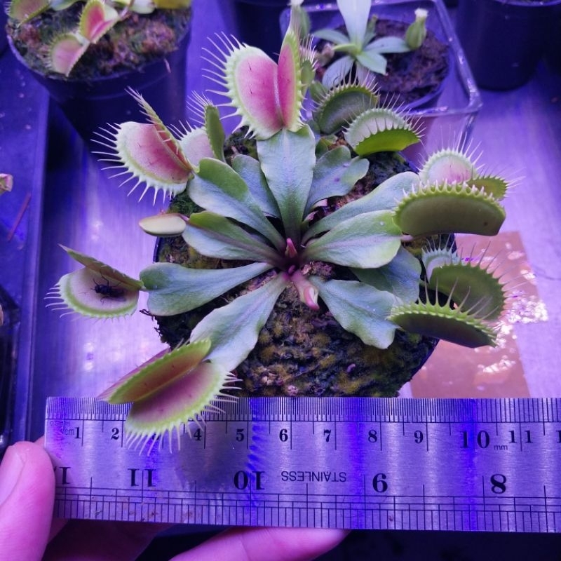 Jual Tanaman Hias Pemakan Serangga Venus Flytrap Jumbo 9cm Shopee