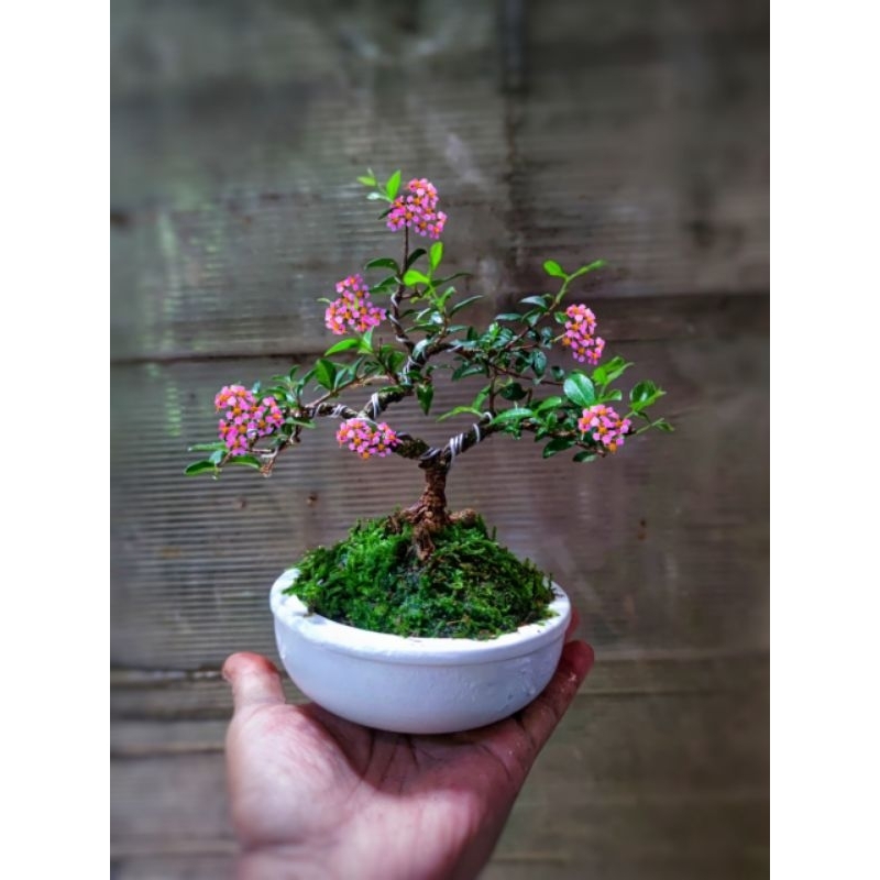 Jual Bonsai Mame Sakura Micro Berkarakter ORIGINAL Shopee Indonesia