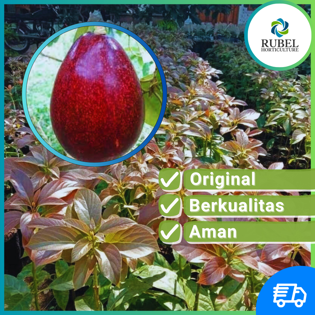 Jual Bibit Alpukat RED VIETNAM Asli Tanaman Buah Hasil Grafting Okulasi