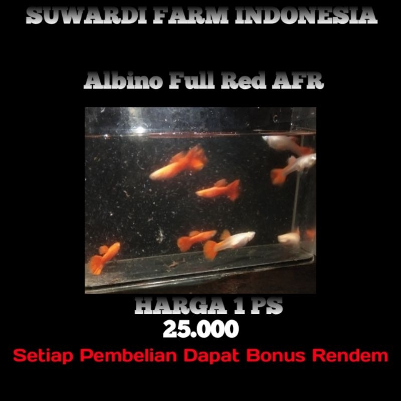 Jual Aksesoris Akwarium Albino Full Red Induk Shopee Indonesia