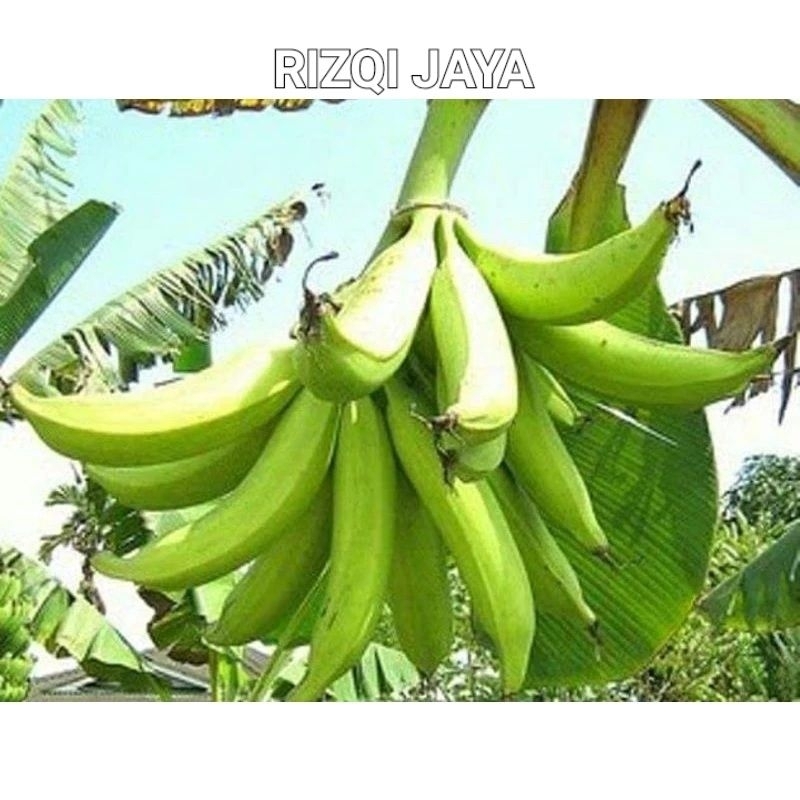 Jual Bibit Pisang Gunung Muria Pisang Byar Shopee Indonesia