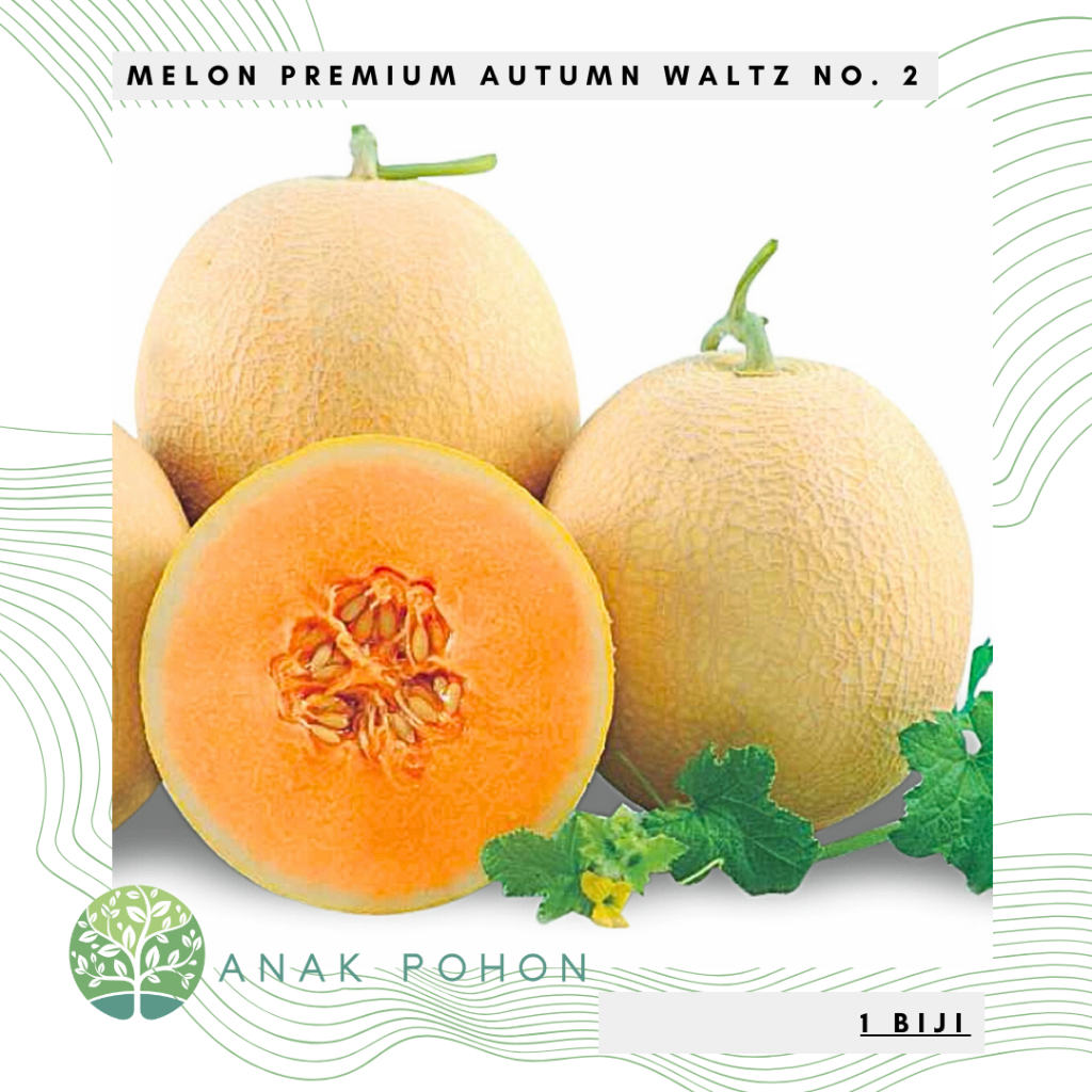 Jual Benih Bibit Biji Melon Premium Autumn Waltz No Warna Kulit