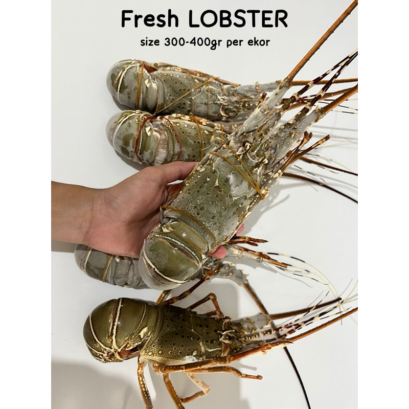 Jual LOBSTER LAUT FRESH FROZEN 2EKOR Shopee Indonesia