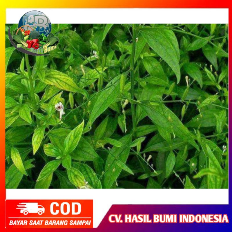 Jual Daun Sambiloto Sambilata Segar 100gram Shopee Indonesia