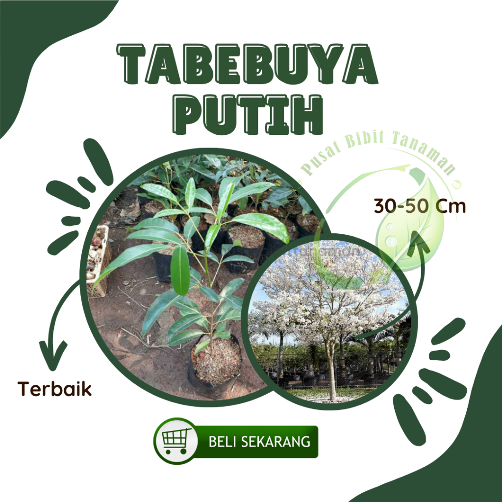 Jual Bibit Tabebuya Putih Tanaman Pohon Bunga Tabebuya Putih