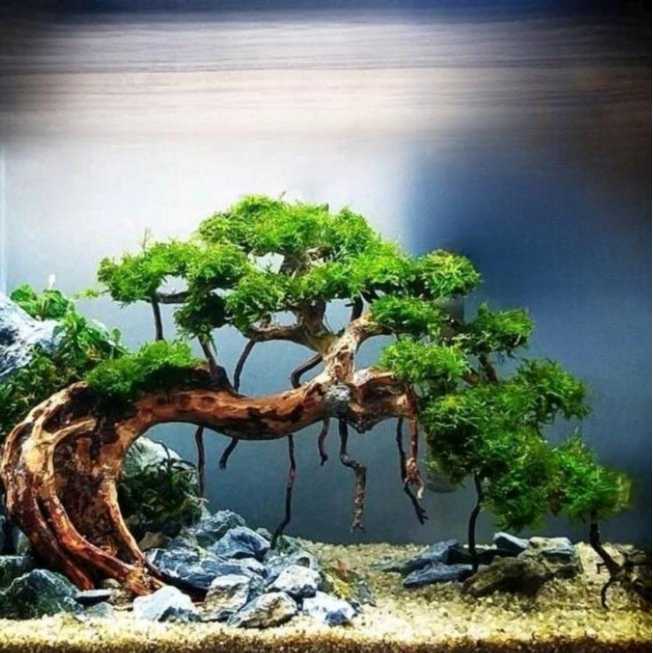 Jual Dekorasi Hiasan Aquarium Pohon Bonsai Doyong Besar X Cm