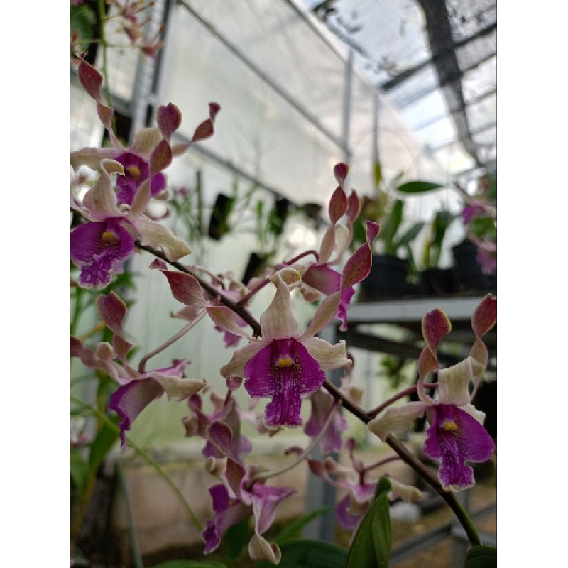 Jual Dendrobium Tiara Beauty X Lasianthera Shopee Indonesia