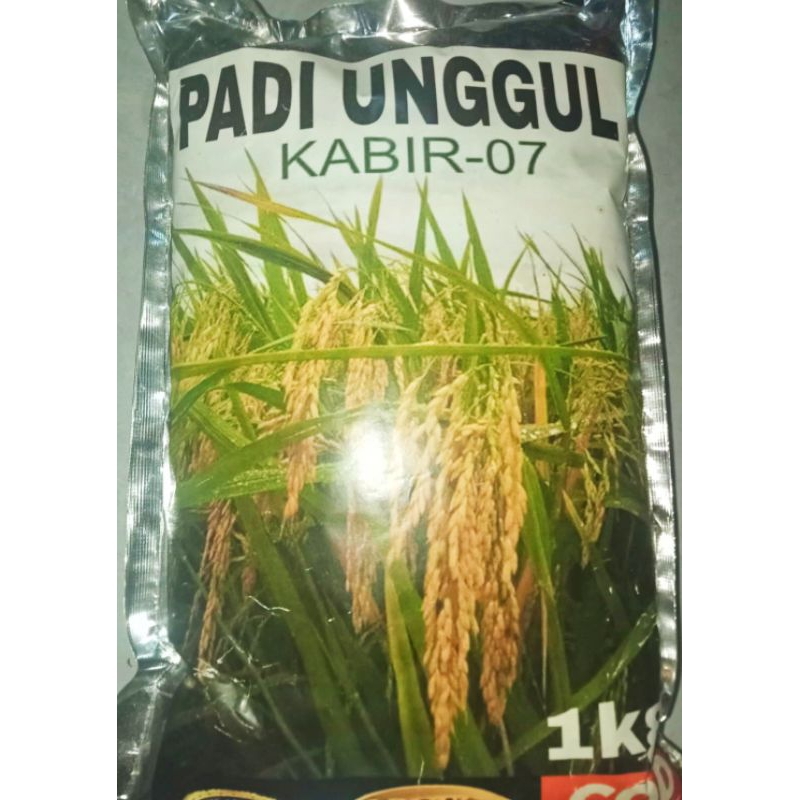 Jual Benih Padi KABIR 07 Terbaru Kemasan 1kg Shopee Indonesia