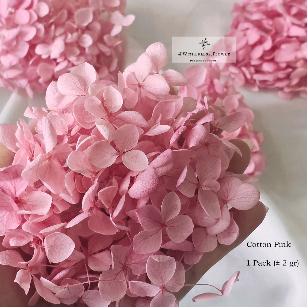 Jual Gr Preserved Hydrangea Grade A Dried Flower Awetan Bunga