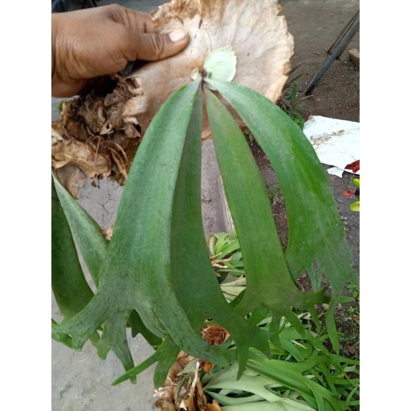 Jual Tanaman Hias Tanduk Rusa Platycerium Willinckii Tanduk Rusa