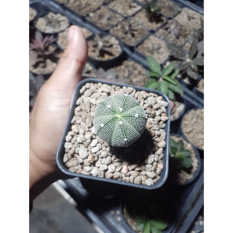 Jual Astrophytum Myriostigma Star Hybrid Shopee Indonesia