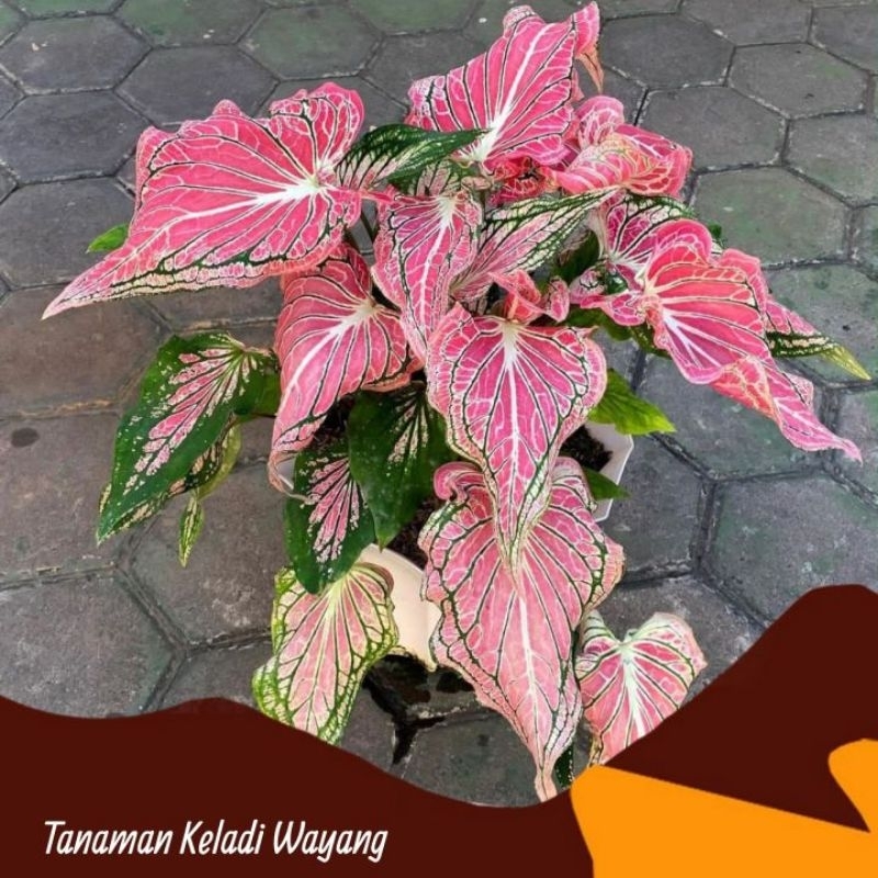 Jual Tanaman Hias Caladium Keladi Wayang Siap Tanam Shopee Indonesia