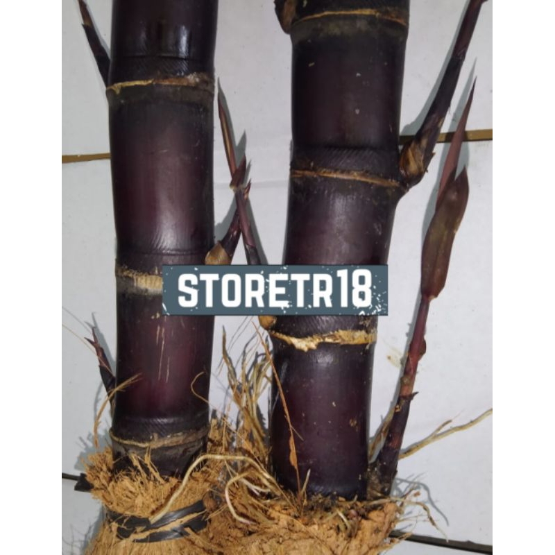 Jual Jual Bibit Tebu Ireng Tebu Hitam Tebu Wulung Per Batang Shopee