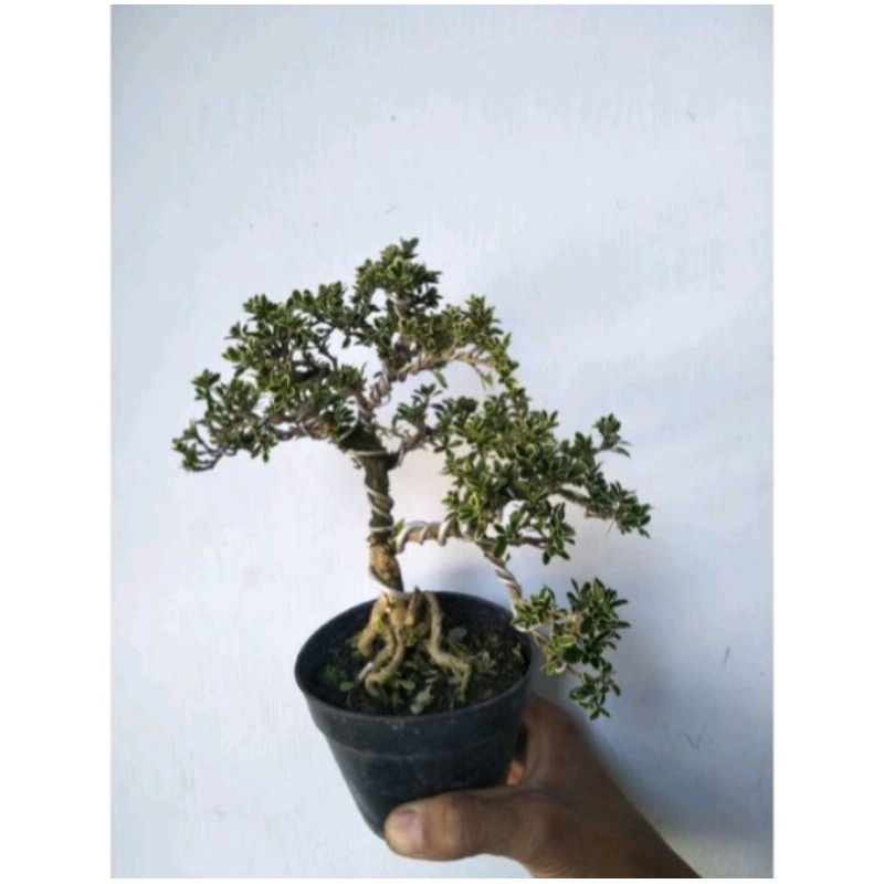 Jual Tanaman Bonsai Mame Siap Di Pajang Cantik Shopee Indonesia