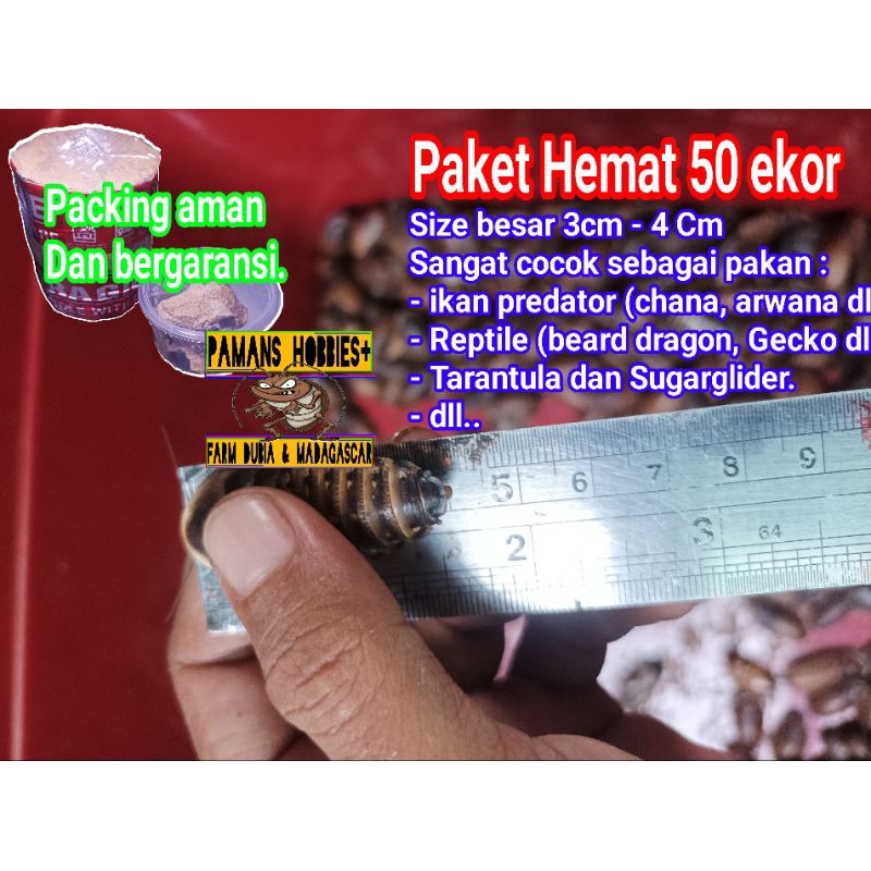 Jual Paket Hemat 50 Ekor Dubia Size Besar 3 Cm 4 Cm Shopee Indonesia