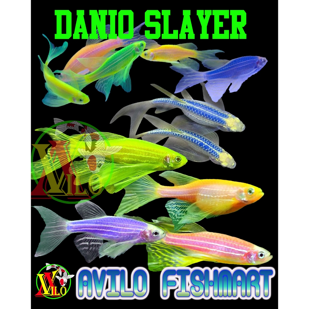 Jual Ikan Hias Danio Zebra Ekor Panjang Slayer Colour Glow Size Kecil