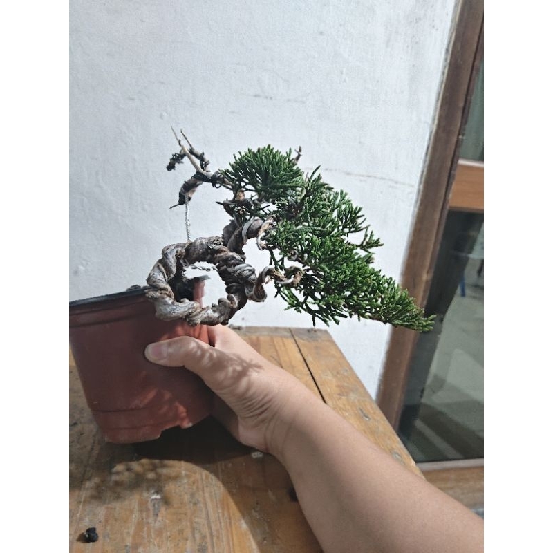 Jual Bonsai Cemara Sinensis Juniperus Chinensis Gaya Semi Cascade